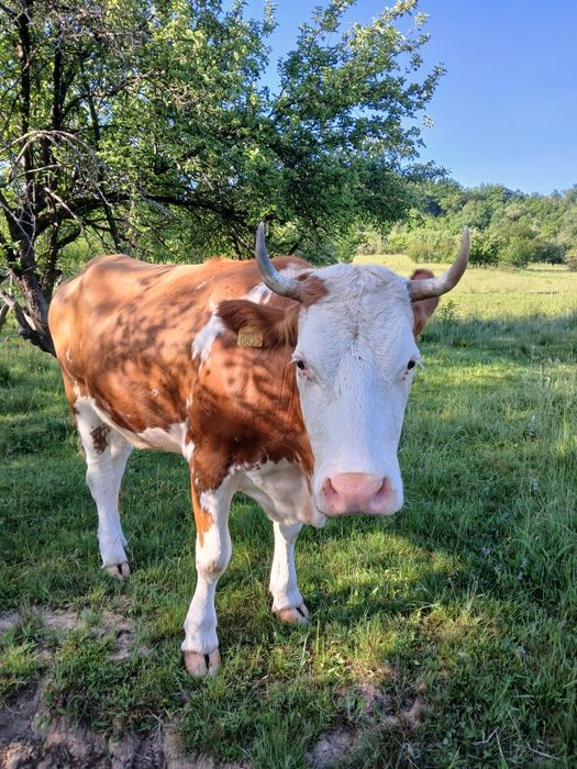 Vaca de 5 ani gestanta în 8 luni