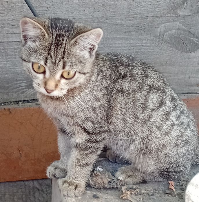 Кошечка в добрые руки.