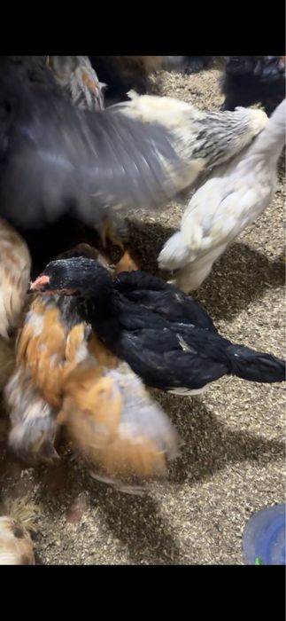 Брама жожалар сотилади хороз ва товуги аралаш