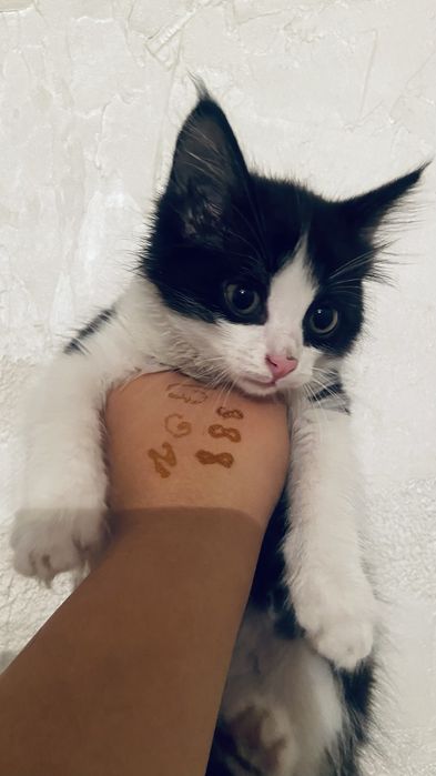 Котёнок 3 месяц бесплатно