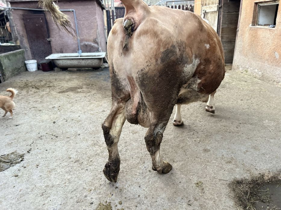 Vaca cu vitel baltata romaneasca