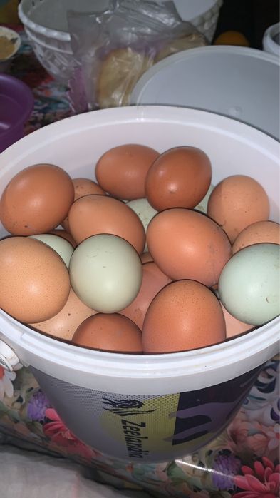 Oua naturale bio de casa