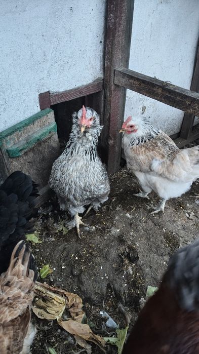 Продам кур несушки