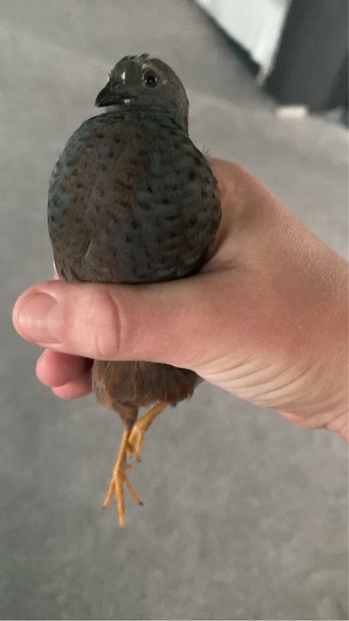 Oua fertile de prepelita pitica chinezeasca