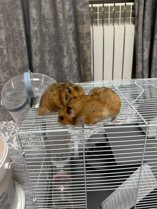 Сирийские хомяки