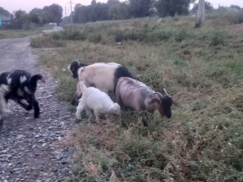 Жирных козы продам