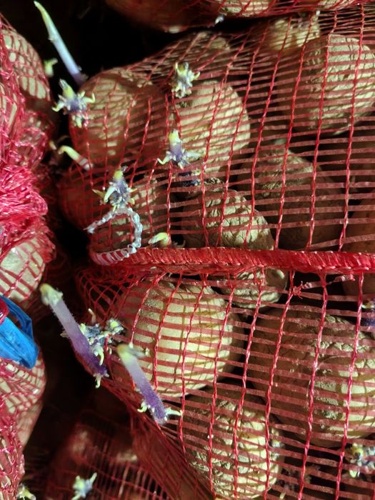 Vand carofi de samanta