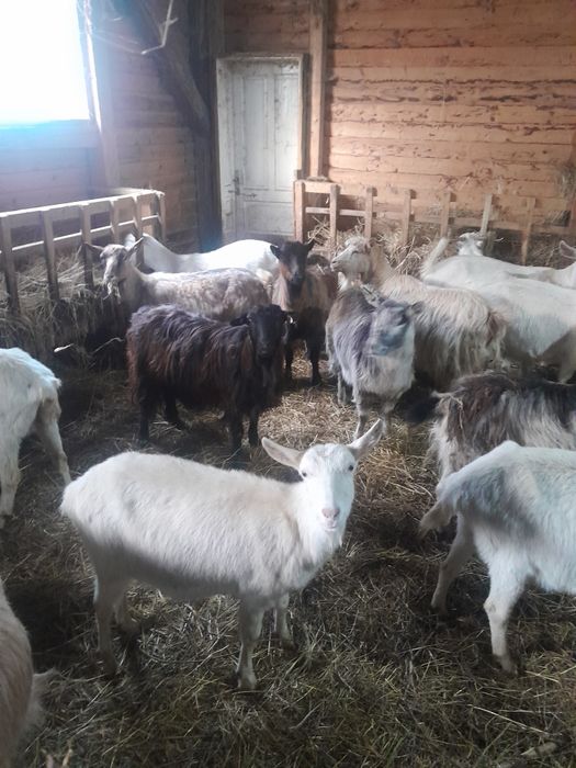 Vind capre szanen și autohtone