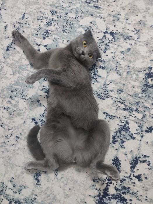 Отдам кошку в хорошие руки