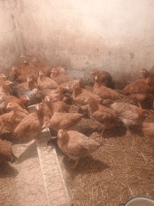 Pui de carne și rasa mixta