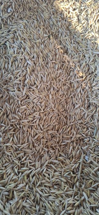 Vand ovaz și triticale