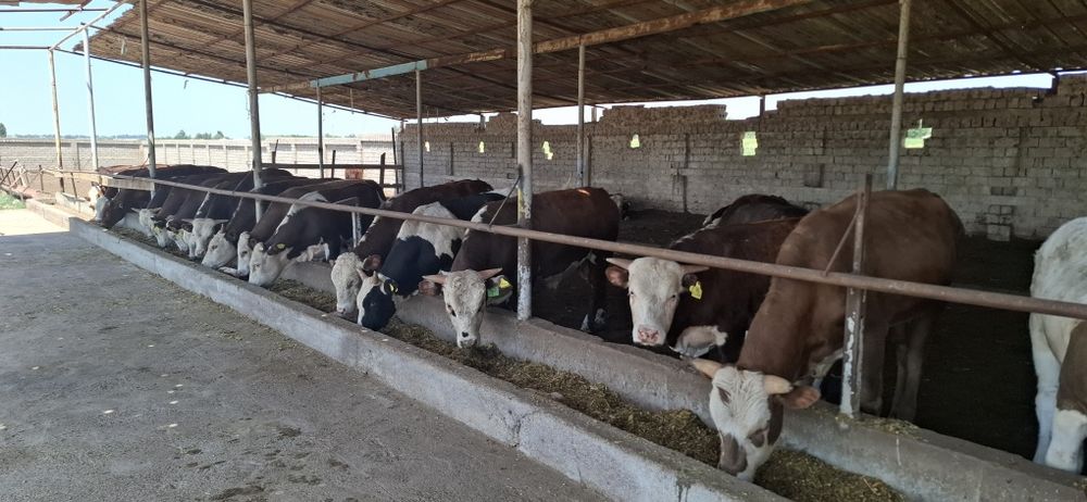 Buqala sotiladi rossiyadan opkelingan 30 bosh