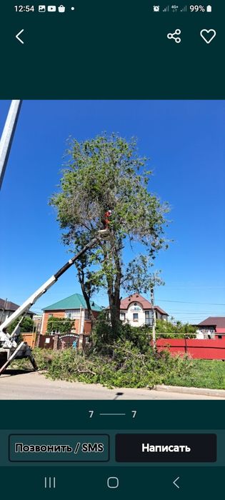 Дерева спил драва резка сандал чурка карагаш  төс