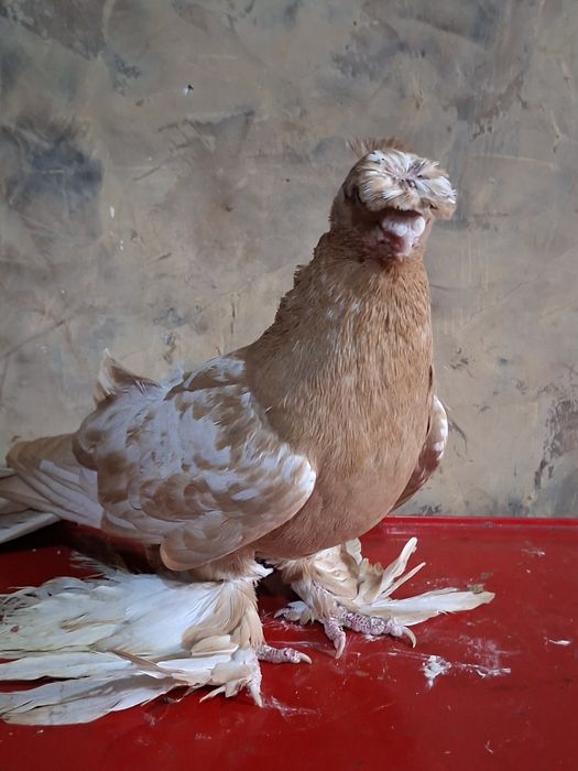 Голуби голуби голуби