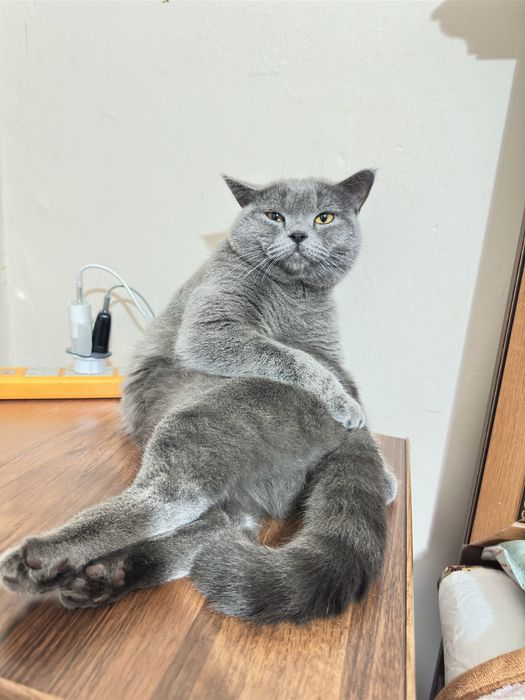 Кошка британская. Вязка.