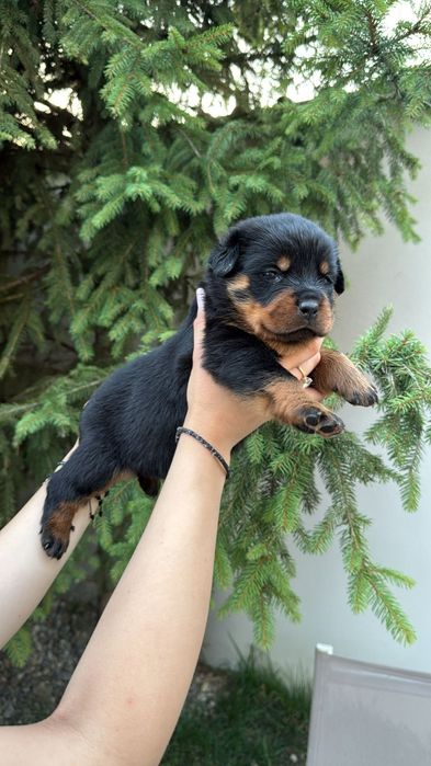 Pui Rottweiler cu pedigree