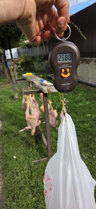 Мясо бройлера домашнего откорма