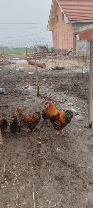 Vind ouă de găini de rasă Wiandotte GSG 10