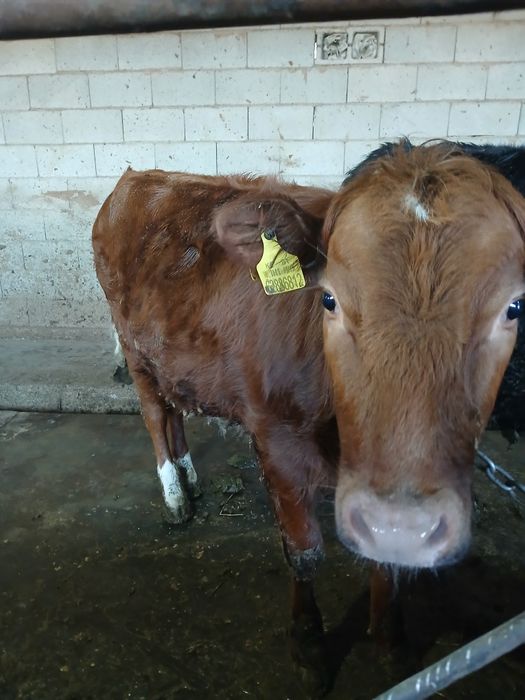 Продам две тёлки