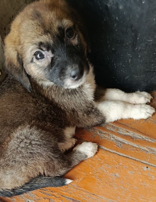 Пристраиваються щенята и мама щенят.