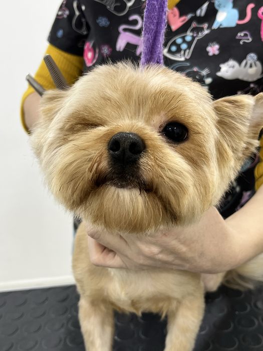 Груминг собак маленьких пород