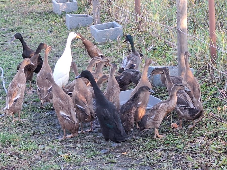 Rate indiene/Indiai futókacsák