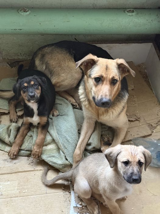 Щенки в добрые руки