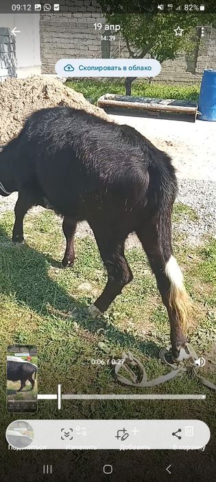 Қашар сатылады семіз.