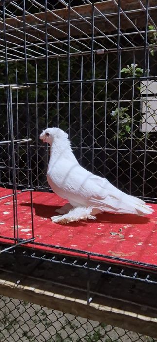 Белаяяяяяя голубкаа