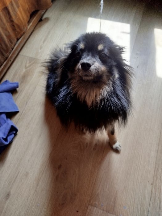 Продам шпица  девочку