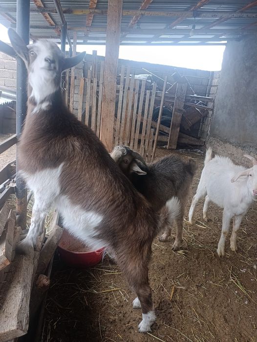 Теке және ешкілер шыбыштар сатылады.