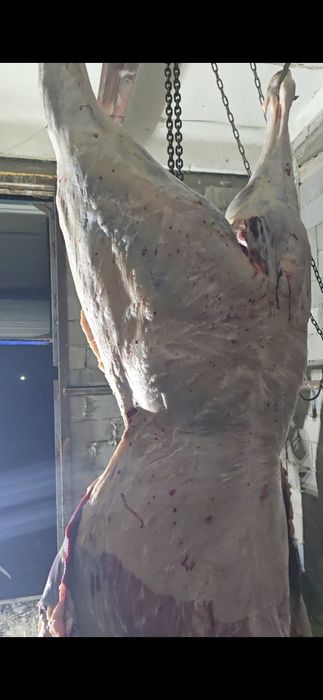 Продам  конина можно пол туши достовка бесплатно