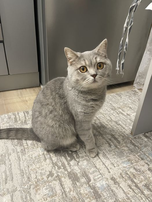 Ищу кота для вязки бесплатно