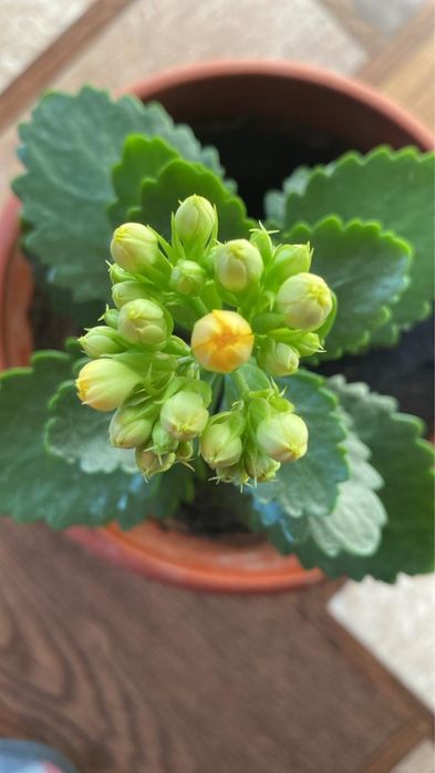 Продам каланхое цветущее 2000