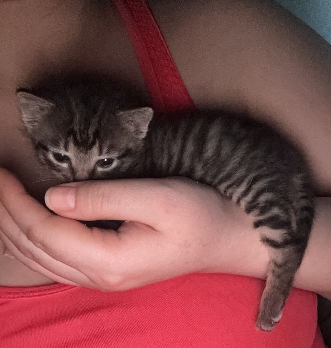 Котенок в добрые руки
