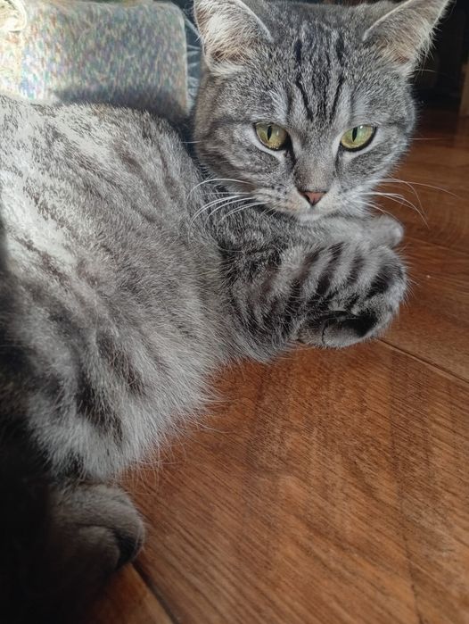 Ласковая кошечка ищет дом...