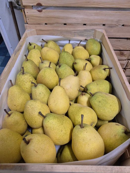 Vand mere si Pere,Polonia cal 1.