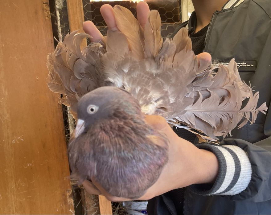 Porumbei curcani rasa pura