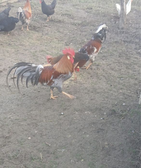 Vand cocosi Italieni