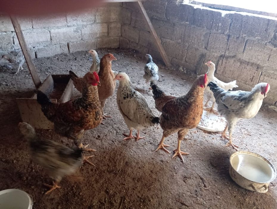 Балапандар сатылады