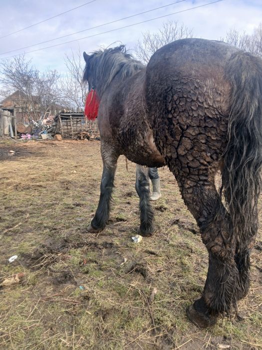 Vând o manza de 4 ani