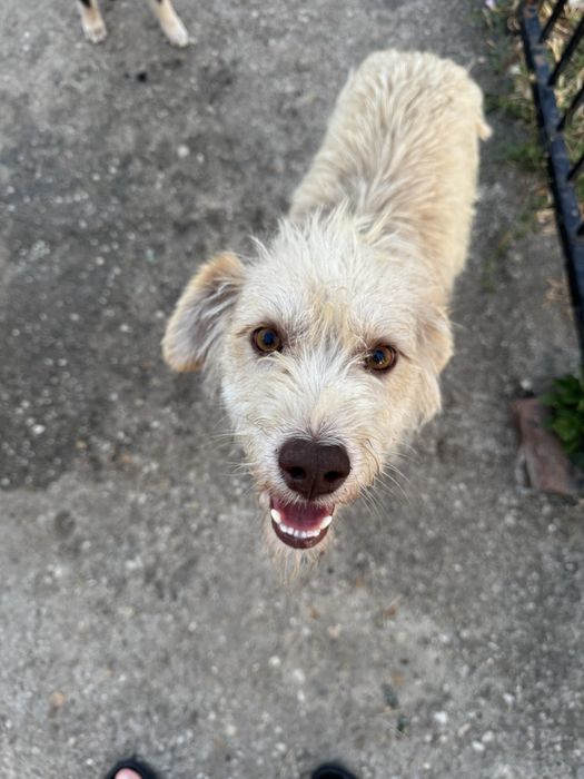 Catelusi pentru adoptie