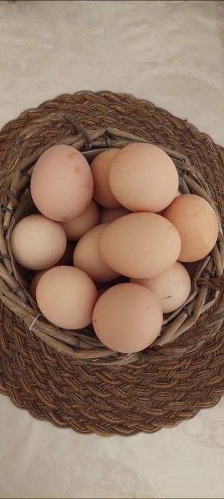Oua pentru incubat australorp