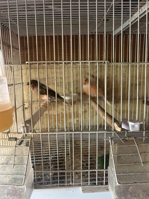 Canari portughezi