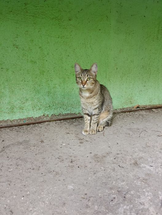 Кошечка только в добрые руки