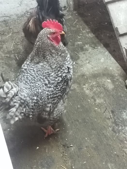 Продам петухов...