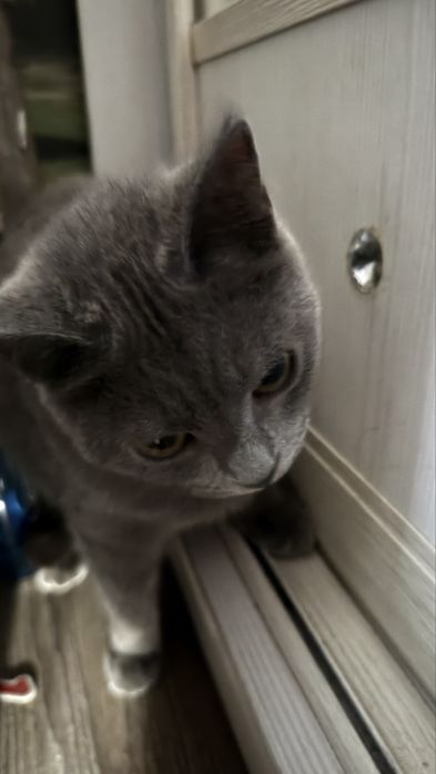 Отдам в добрые руки британскую кошку
