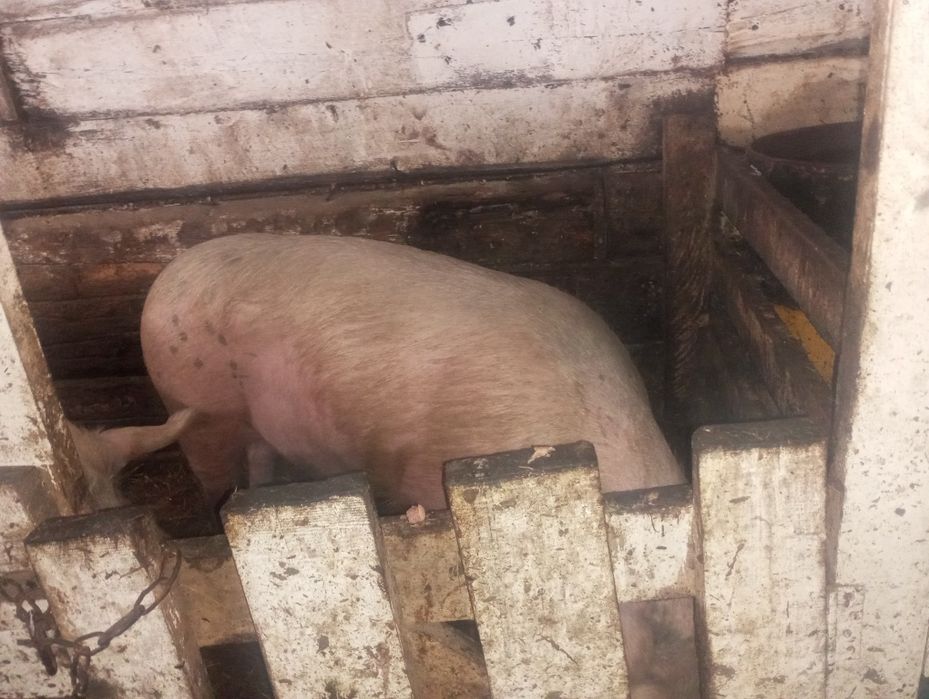 Продам отличного хряка