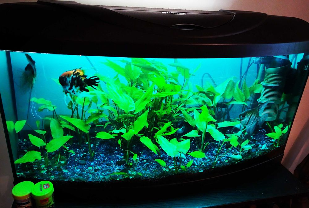 Acvariu full echipat+pesti,plante,filtru extern,intern,etc