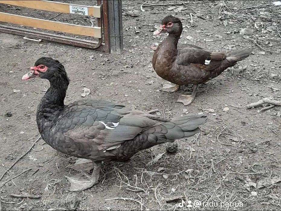 Ouă rațe leșești incubat (diferite culori )